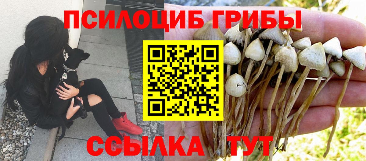 Галлюциногенные грибы Psilocybe Клинцы